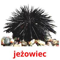 jeżowiec picture flashcards