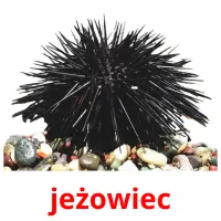 jeżowiec picture flashcards