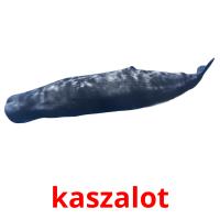 kaszalot picture flashcards