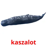 kaszalot picture flashcards