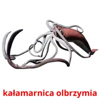 kałamarnica olbrzymia picture flashcards