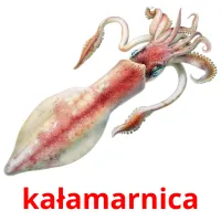 kałamarnica picture flashcards