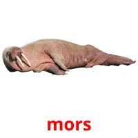 mors picture flashcards