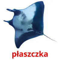 płaszczka picture flashcards