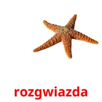 rozgwiazda picture flashcards