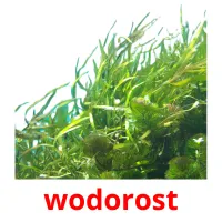 wodorost picture flashcards