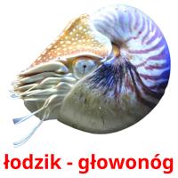 łodzik - głowonóg card for translate