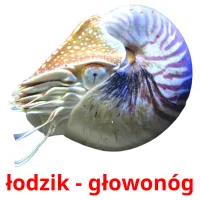 łodzik - głowonóg picture flashcards