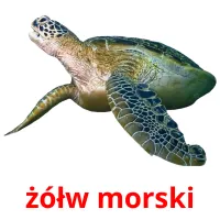 żółw morski picture flashcards