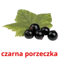 czarna porzeczka карточки энциклопедических знаний