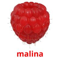 malina picture flashcards