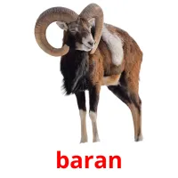 baran picture flashcards