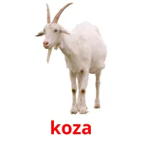 koza picture flashcards