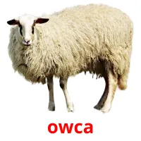 owca picture flashcards