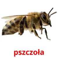 pszczoła picture flashcards