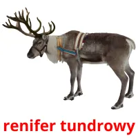 renifer tundrowy picture flashcards