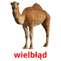 wielbłąd picture flashcards