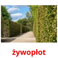 żywopłot Bildkarteikarten