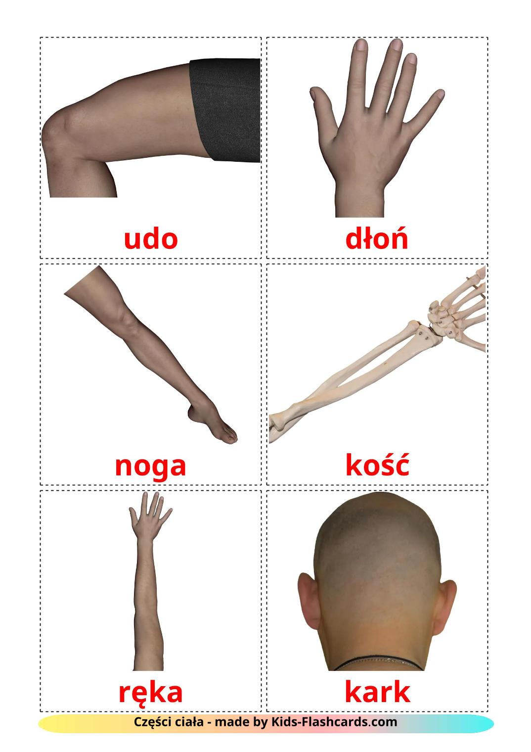 Body Parts - 26 Free Printable polish Flashcards 