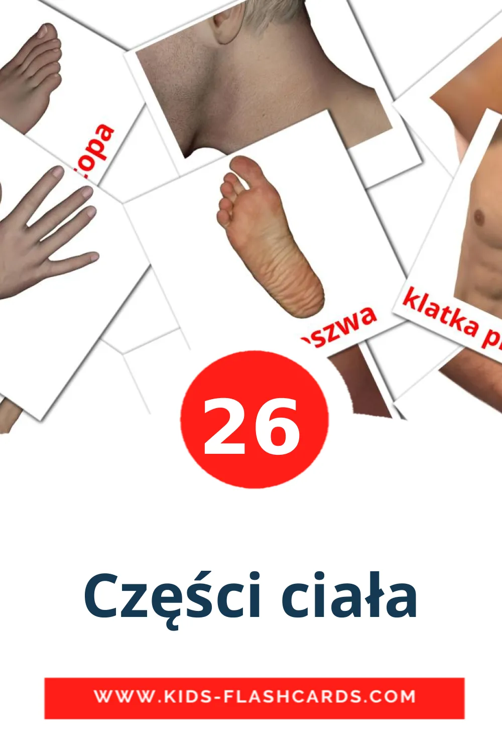 26 Części ciała Picture Cards for Kindergarden in polish