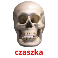 czaszka picture flashcards