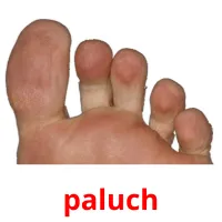 paluch picture flashcards