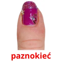 paznokieć picture flashcards