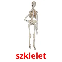 szkielet picture flashcards