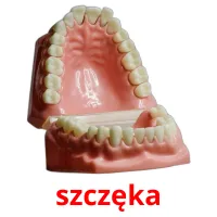 szczęka picture flashcards