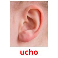 ucho picture flashcards