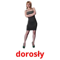 dorosły picture flashcards