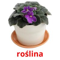 roślina picture flashcards