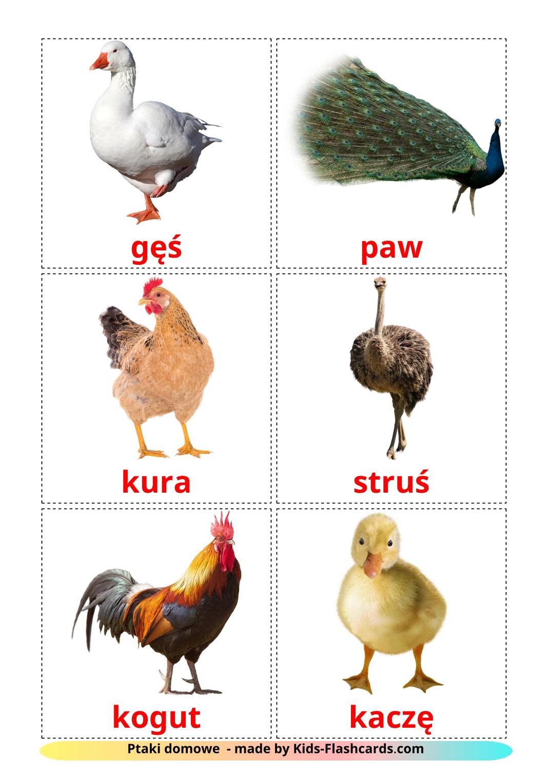 Uccelli di fattoria - 11 flashcards polacco stampabili gratuitamente