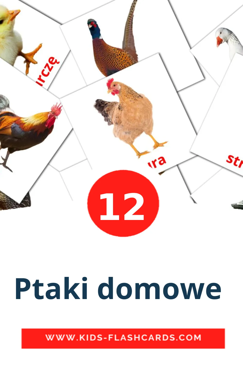 Ptaki domowe  на польском для Детского Сада (12 карточек)