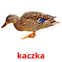 kaczka picture flashcards