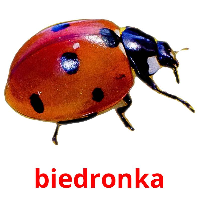 biedronka picture flashcards