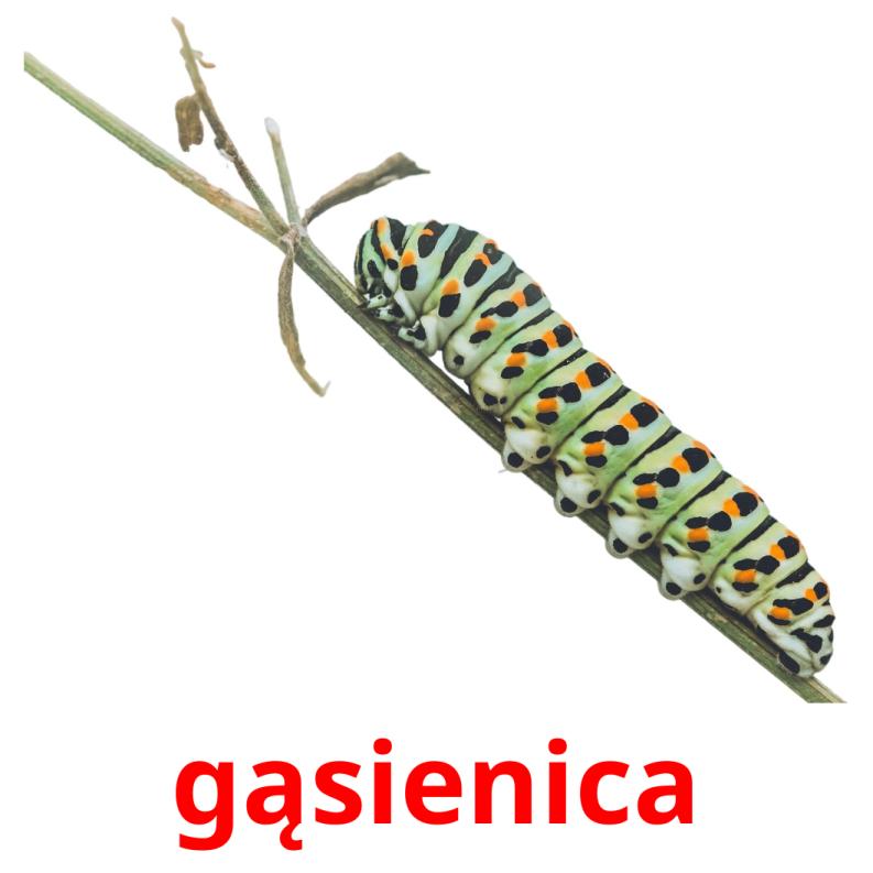 gąsienica picture flashcards