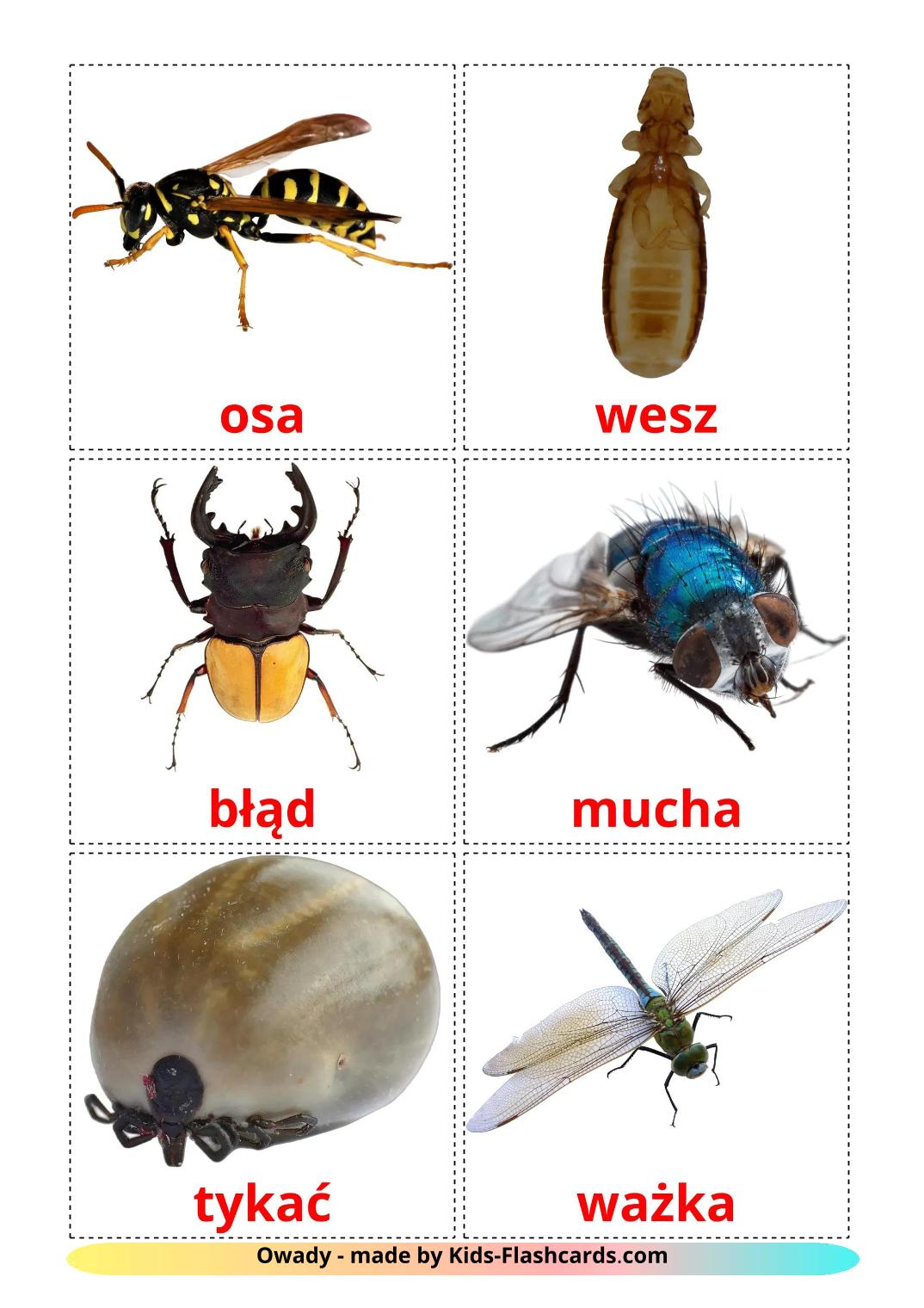 Insects - 24 Free Printable polish Flashcards 