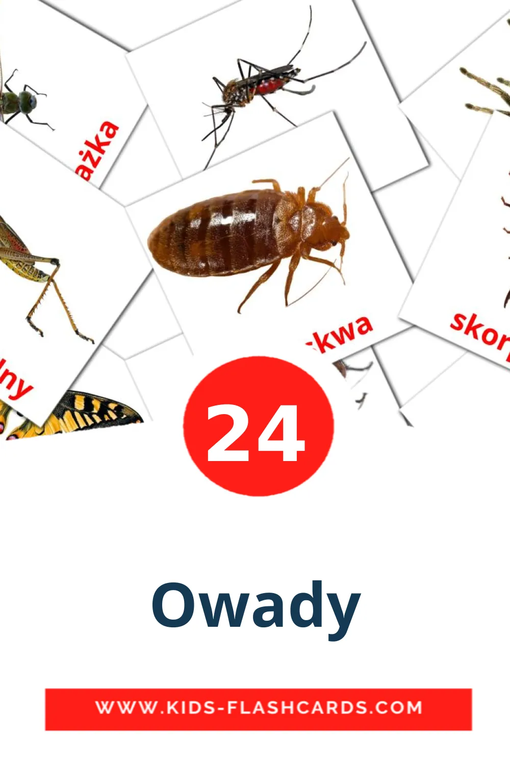 24 Owady Picture Cards for Kindergarden in polish