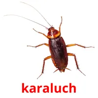 karaluch picture flashcards