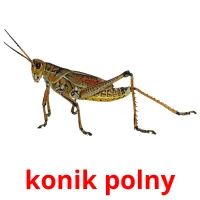 konik polny picture flashcards