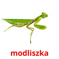 modliszka picture flashcards