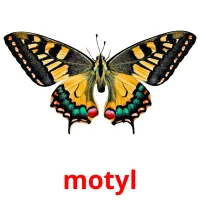 motyl picture flashcards