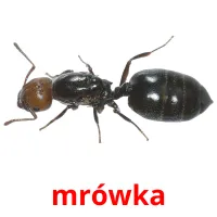 mrówka picture flashcards