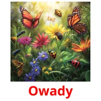 Owady picture flashcards