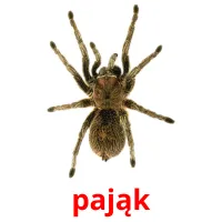 pająk picture flashcards