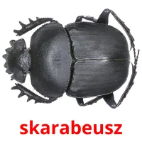 skarabeusz picture flashcards