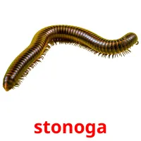 stonoga picture flashcards