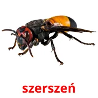 szerszeń picture flashcards