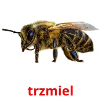 trzmiel picture flashcards